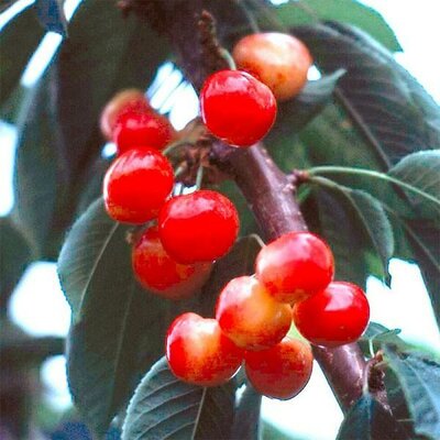 Rainier Cherry Tree - image 2