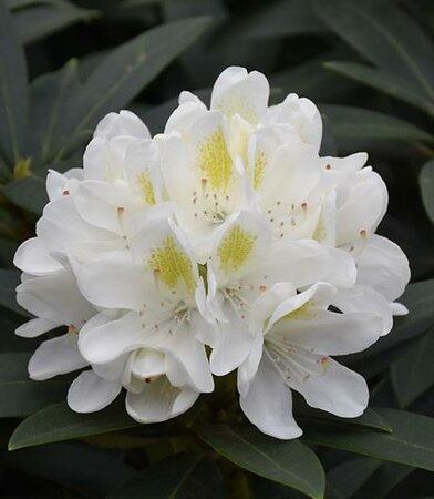 Chionoides Rhodo - image 2