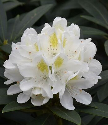 Chionoides Rhodo - image 2