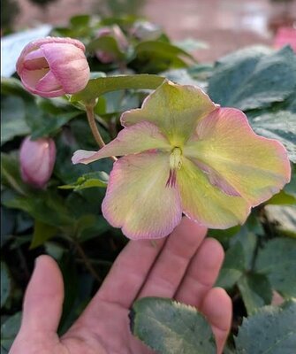 Premium Hellebore (Christmas Rose)