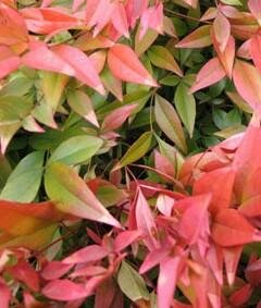 Gulf Stream Heavenly Bamboo