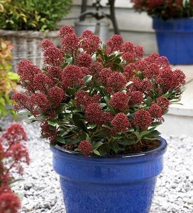Moerings Rubesta Japanese Skimmia