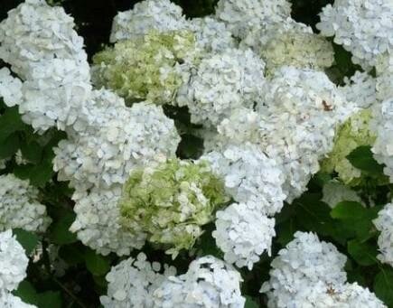 Madame Emile Mouillere Hydrangea