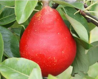Red Clapp'S European Pear
