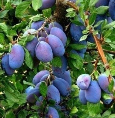 Dwarf Italian Prune Plum Tree