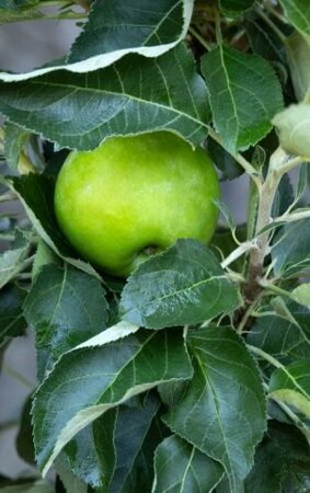 Tangy Green Columnar Apple Tree