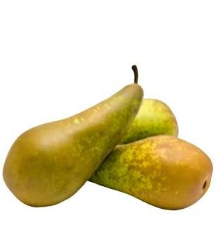 Conference European Pear Tree