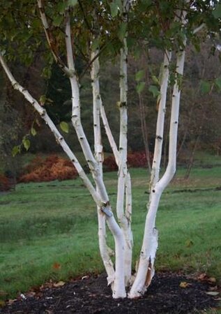 Clumping Paperbark Birch (Jacquemonti)