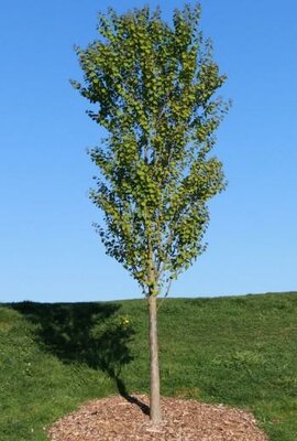 Hanna's Heart Japanese Katsura Tree