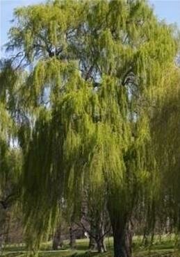 Green Weeping Willow - image 2