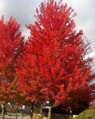 Autumn Blaze Maple