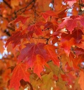 Fall Fiesta Sugar Maple