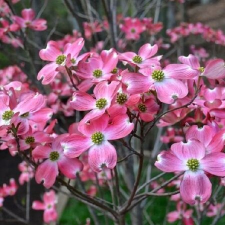 Pink Dogwood