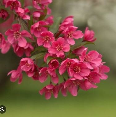 Prairiefire Flowering Crabapple - image 2