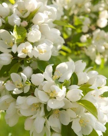 Spring Snow Flowering Crabapple