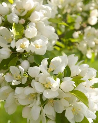 Spring Snow Flowering Crabapple