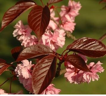 Royal Burgundy Flowering Cherry