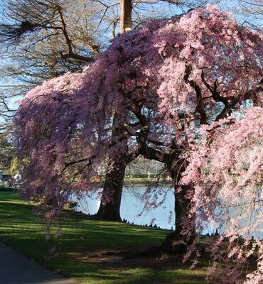 Weeping Flowering Cherry - image 2