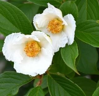 Japanese Stewartia