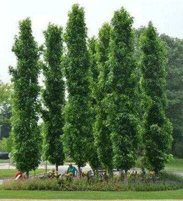 Slender Silhouette Sweetgum Tree