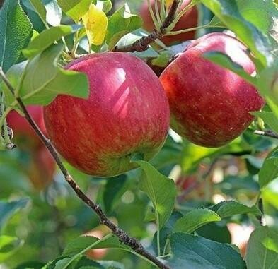 Fuji Apple Tree
