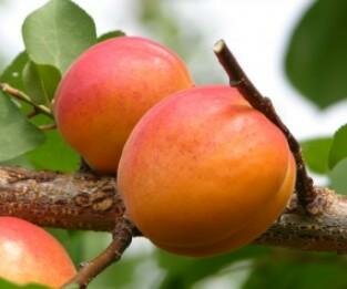 Harogem Apricot Tree