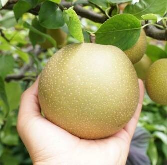 Korean Giant (Olympic) Pear Tree