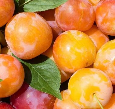 Early Golden Plum Tree
