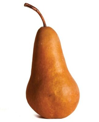 Bosc Pear Tree