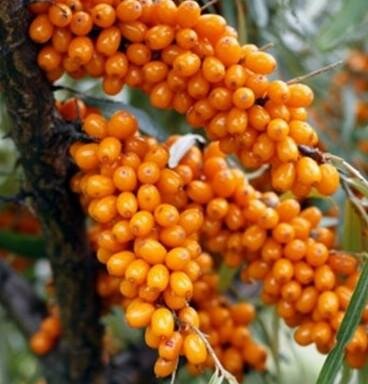 Leikora Fruiting Sea Berry