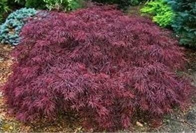Red Dragon Japanese Maple