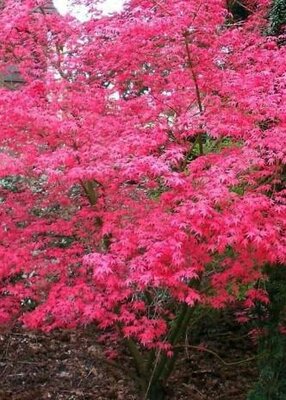 Shindeshojo Japanese Maple