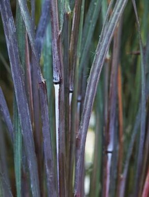 Black Hawks Big Bluestem (Andropogon)