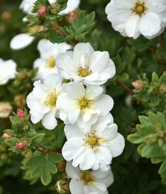 Frosty White Cinquefoil (Potentilla)