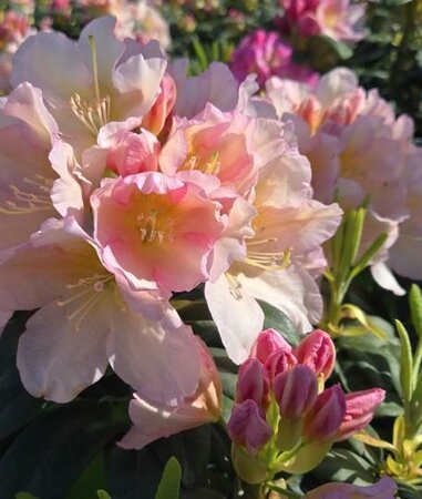 Holden's Peach Rhodo