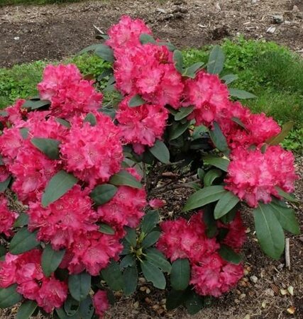 Holden's Red Rhodo