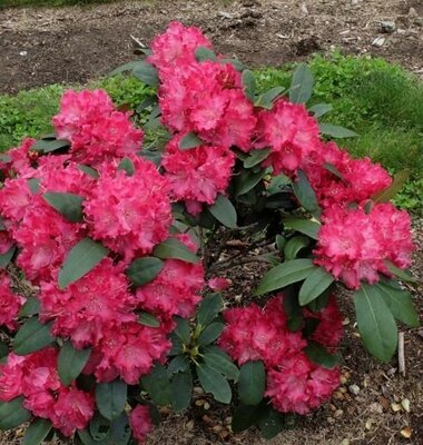 Holden's Red Rhodo