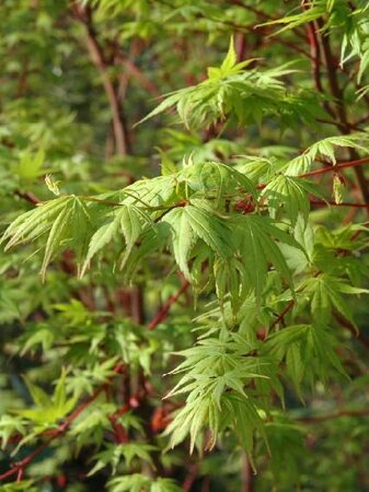 Coral Bark (Sango Kaku) Japanese Maple