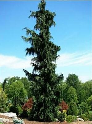 Green Arrow Nootka Cypress 6-7'