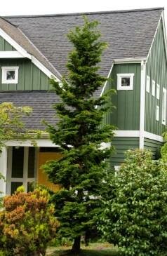 Slender Hinoki Cypress 4-5'