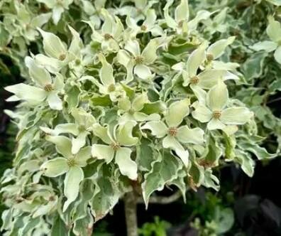 Wolf Eyes Japanese Dogwood