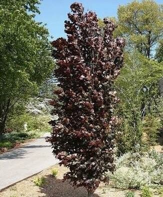 Red Obelisk European Beech