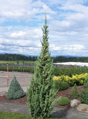 Trautman's Columnar Juniper
