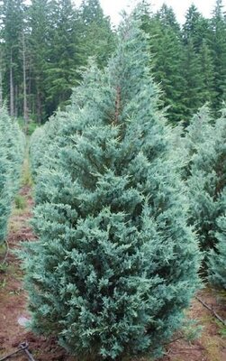 Moonglow Juniper 5-6'