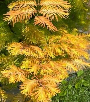Soul Fire Dawn Redwood
