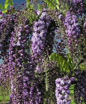 Black Dragon Wisteria - image 2