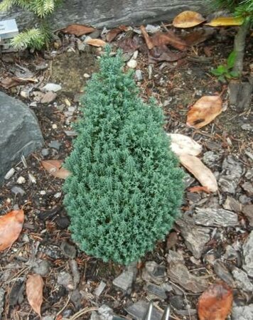 Ellwood's Pygmy Cypress