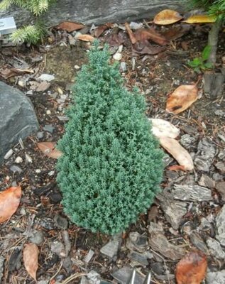 Ellwood's Pygmy Cypress