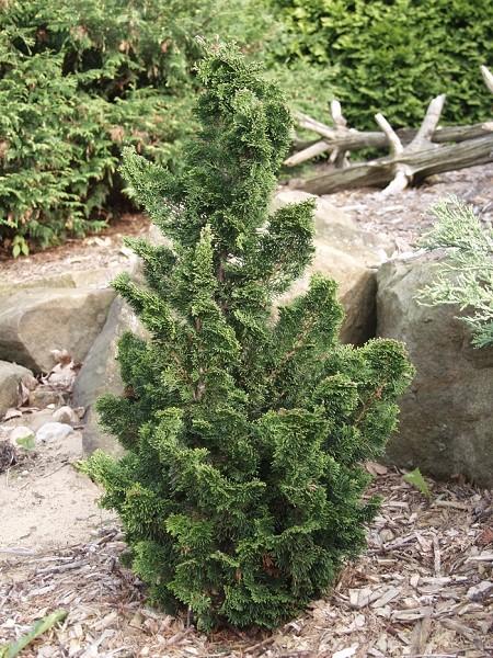 Rigid Dwarf Hinoki Cypress