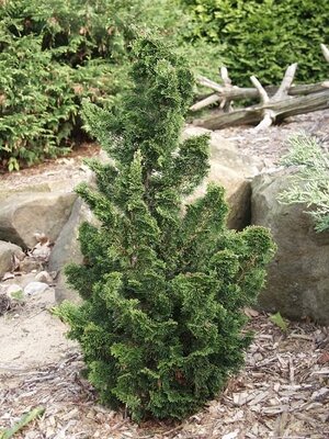 Rigid Dwarf Hinoki Cypress